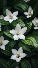 Fototapeta premium White flowers blooming among lush green leaves in a vibrant garden setting