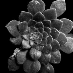 Close-up of a textured and fuzzy succulent in monochrome