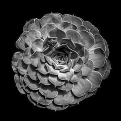 Monochrome succulent close-up with layered symmetry