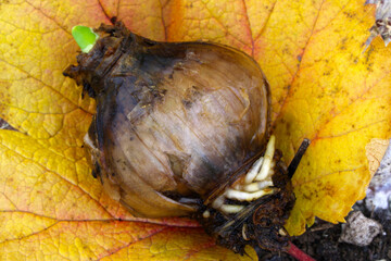 Flower Bulb Currant Leaf 04