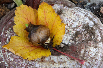 Flower Bulb Autumn Leaf 05