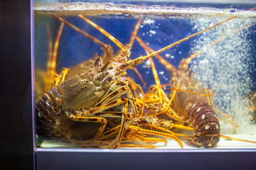 Lobster in aquarium. Raw lobster in aquarium. Lobster in aquarium