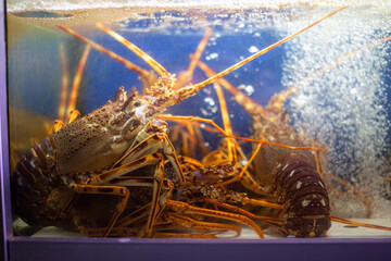 Lobster in the aquarium. Raw lobster in the aquarium.