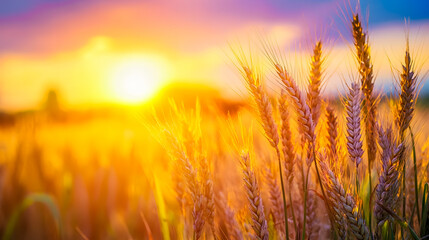 Naklejka premium Summer landscape of a golden wheat field at sunset, with warm and beautiful light.