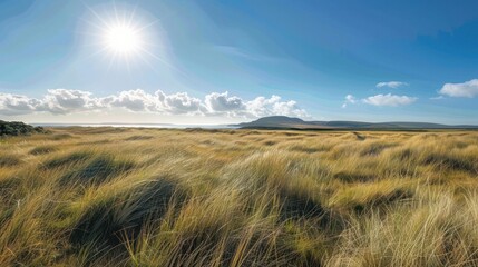 Sunny Day at the Coastal Grasslands