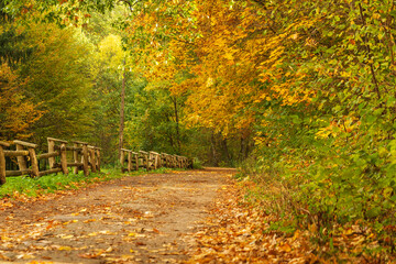 Obraz premium Path in autumn park. Fallen leaves. Sunny day. Beautiful bright landscape.