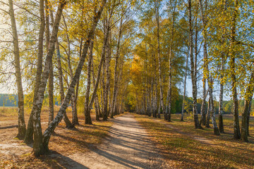 Path in birch forest. Sunny day. Fallen yellow leaves. Beautiful bright landscape.