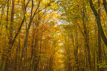 Trees with yellow leaves in the forest on a sunny autumn day.