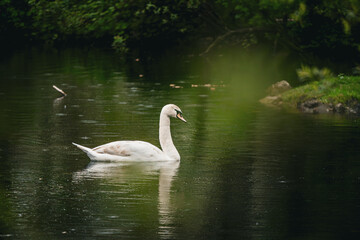 Schwan schwimmt auf einem ruhigen Teich im Grünen