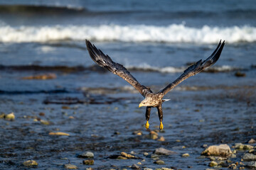 A sea eagle flies along the Atlantic coast in northern Norway