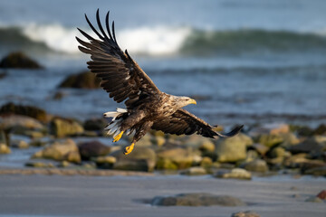 A sea eagle flies along the Atlantic coast in northern Norway