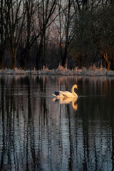 beautiful white swan on sunset background