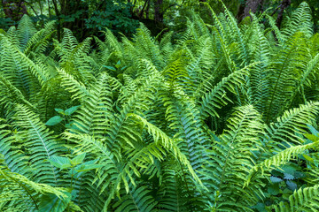 summer in a natural park, fern blooming, fascinating leaf plate shapes and an openwork crown