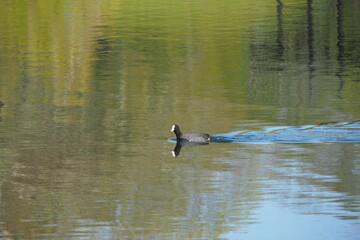 duck in the water