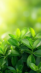 Fototapeta premium a close up of a plant with green leaves