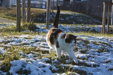 cat running in the street