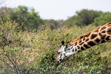 Safaritour in der Serengeti