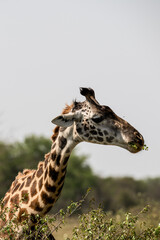 Fototapeta premium Safaritour in der Serengeti