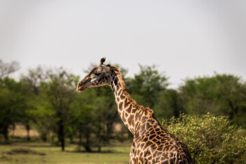 Safaritour in der Serengeti