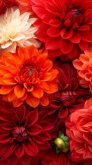 Obraz premium A bunch of red and white dahlias on a red background