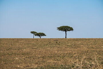 Safaritour in der Serengeti