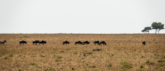 Safaritour in der Serengeti
