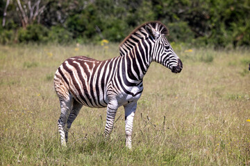 Close up of a Plains Zebra in the bush at Addo National Park, South Africa