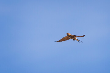 African striped swallow flying in blue sky in Addo Elephant Park, South Africa