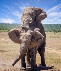 Fototapeta premium Close up of a large Bull Elephant mating in the bush at Addo National Park, South Africa