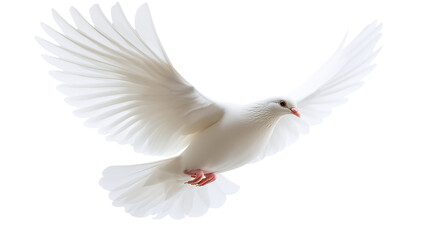 Fototapeta premium White dove flying, cut out