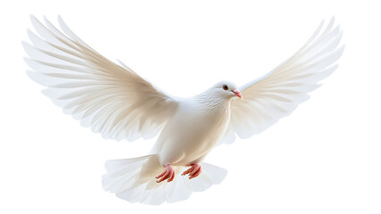 Obraz premium White dove flying, cut out