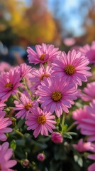 Fototapeta premium Vibrant pink flowers bloom in a sunny garden during early autumn afternoon