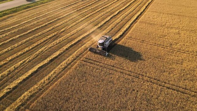 Harvester is harvesting wheat on agriculture field. Harvesting season. Combine harvests a wheat field