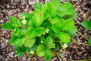 young growing strawberry bush with few leaves, growing out of the ground