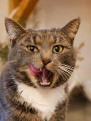 Close-up portrait of a gray tabby cat. Cute cat.