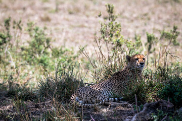 Safaritour in der Serengeti
