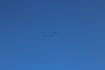 birds in the sky