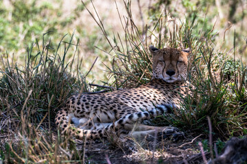 Safaritour in der Serengeti