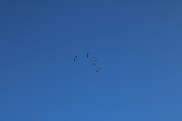 birds in the sky