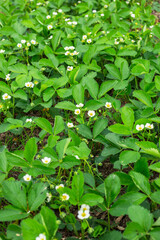 Field with blooming strawberries in the garden. Green leaves and white flowers in spring