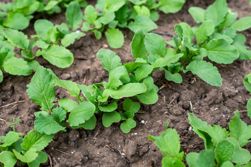 A bed with rows of green radish leaves. Growing vegetables in the garden
