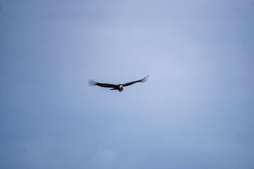 Andean condor captured midflight at Mirador del Condor in Peru renowned Colca Canyon wildlife destination