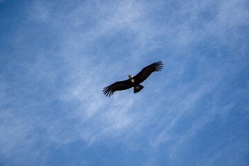 Andean condor flying at Mirador del Condor in the Colca Canyon region of Peru wildlife photography