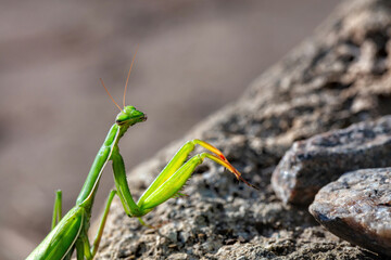 Praying mantis perched on a rock enjoys the warmth of the afternoon sun