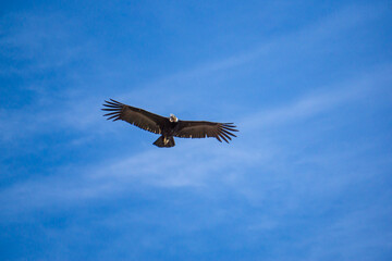 Majestic condor captured flying at Mirador del Condor in the Andean landscapes of Peru Colca Canyon region