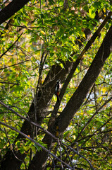 Woodpecker on a tree