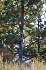 Fototapeta premium Woodpecker on a tree