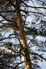 Obraz premium pine tree