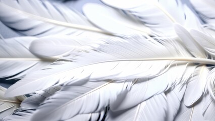 white feathers on white background