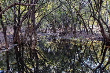 pond in the forest